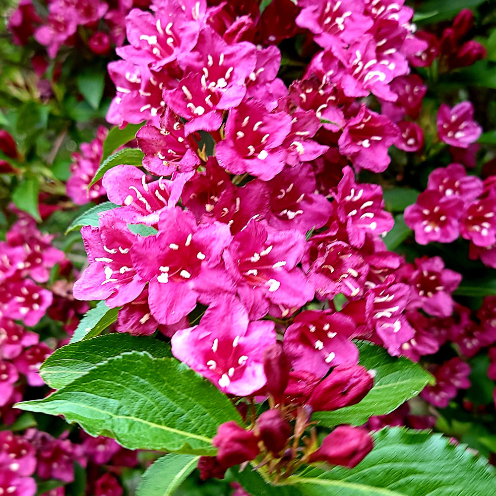 weigela